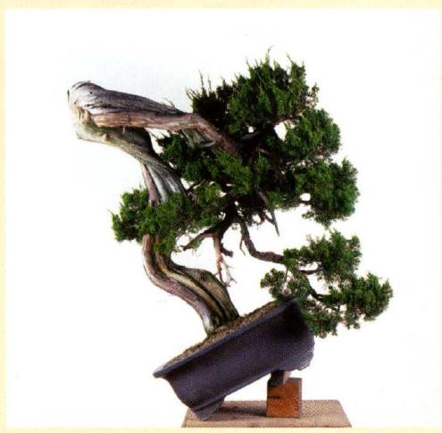 图解 真柏盆景怎么造型的实例