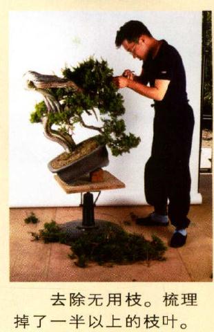 图解 真柏盆景怎么造型的实例