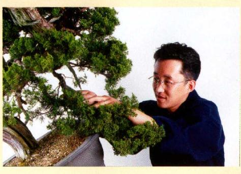 图解 真柏盆景怎么造型的实例