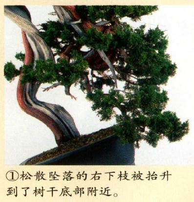 图解 真柏盆景怎么造型的实例