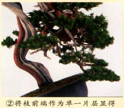 图解 真柏盆景怎么造型的实例