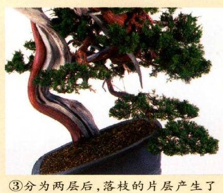 图解 真柏盆景怎么造型的实例