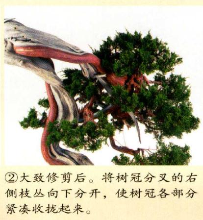 图解 真柏盆景怎么造型的实例
