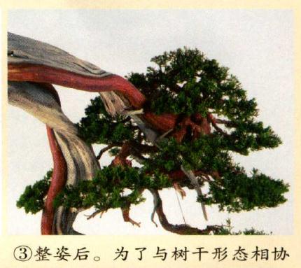 图解 真柏盆景怎么造型的实例