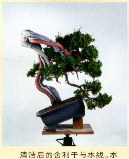 图解 真柏盆景怎么造型的实例