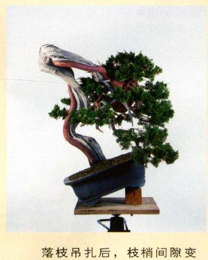 图解 真柏盆景怎么造型的实例