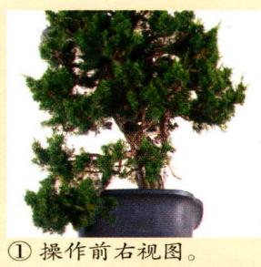 图解 真柏盆景怎么造型的实例