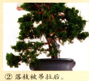 图解 真柏盆景怎么造型的实例