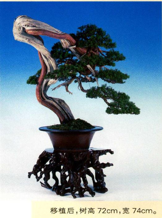 图解 真柏盆景怎么造型的实例