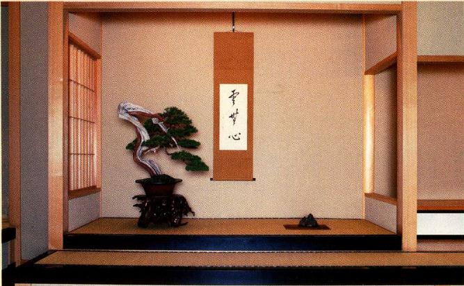 装饰在壁完里的真柏盆景