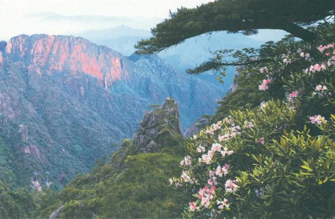 去三清山欣赏杜鹃花 图片