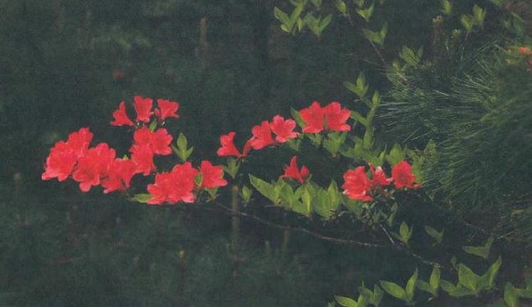 去三清山欣赏杜鹃花