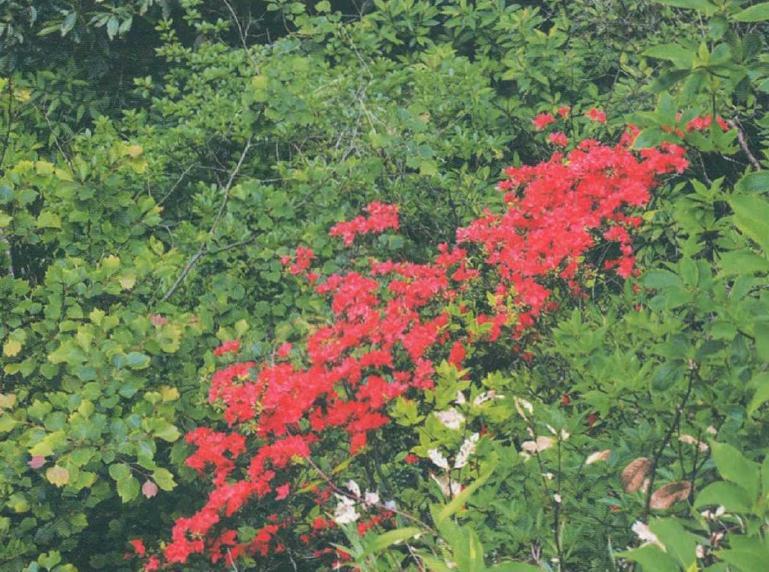 去三清山欣赏杜鹃花