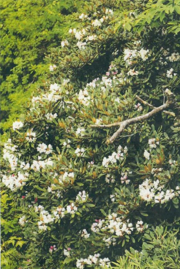 去三清山欣赏杜鹃花