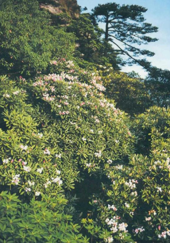 去三清山欣赏杜鹃花
