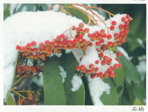 踏雪寻花 别有意趣 图片
