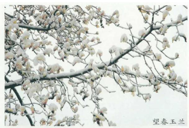 踏雪寻花 别有意趣 图片
