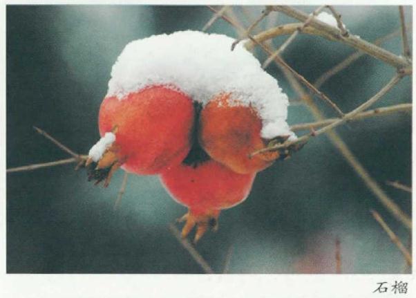 踏雪寻花 别有意趣 图片