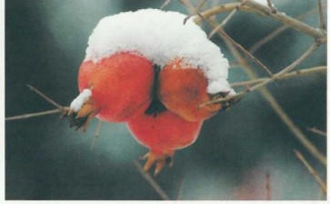 踏雪寻花 别有意趣 图片