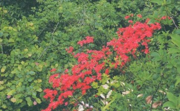 去三清山欣赏杜鹃花 图片