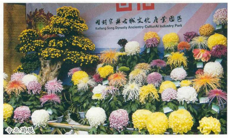 我为什么为菊花鸣不平