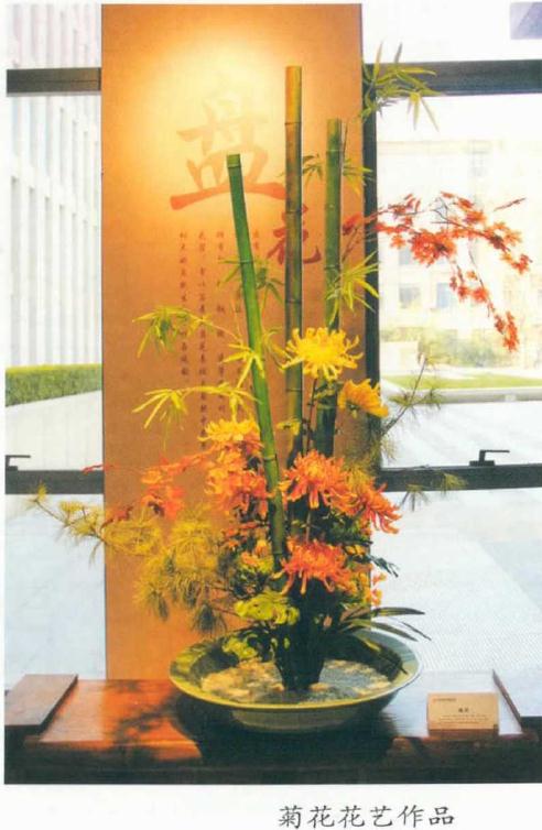 菊花盆栽的育种