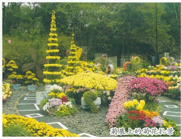 关于我对菊花文化