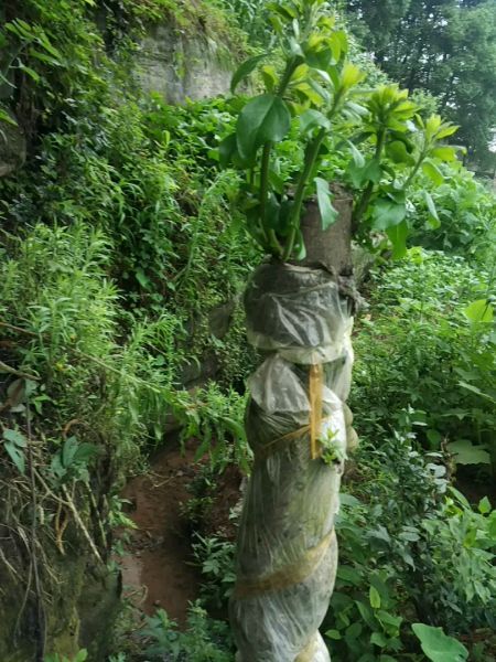 关于金弹子乔木下山桩生桩发芽问题