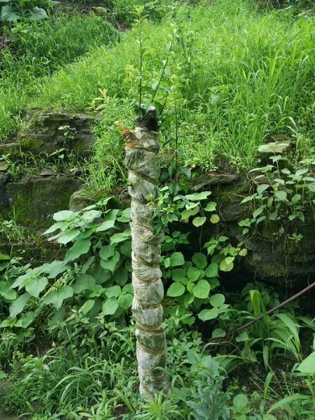 关于金弹子乔木下山桩生桩发芽问题