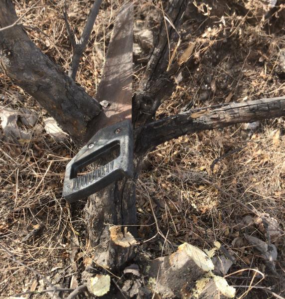 石榴下山桩发芽后多久就不算假活了