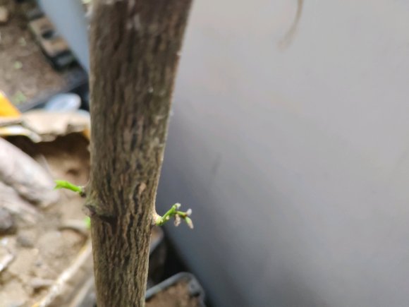 金豆下山桩回芽了