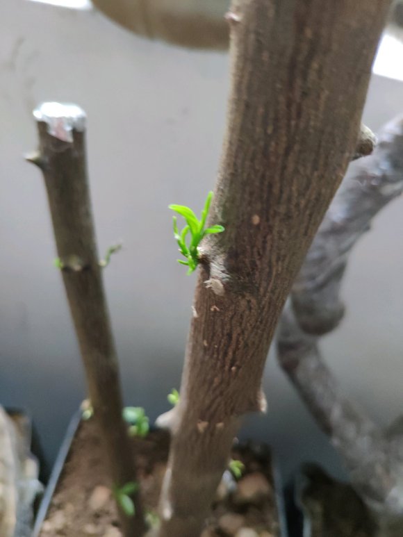 金豆下山桩回芽了