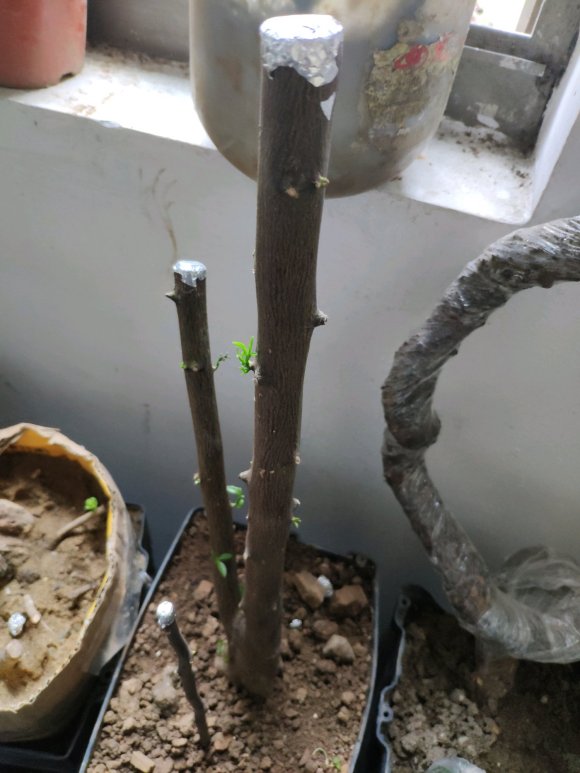 金豆下山桩回芽了