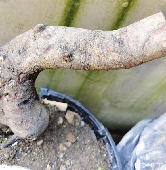 金弹子下山桩 现在发芽了