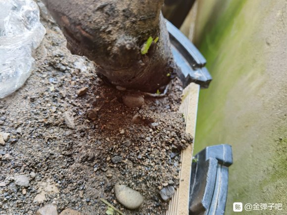 金弹子下山桩 现在发芽了
