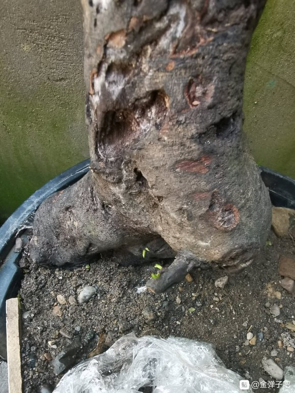 金弹子下山桩 现在发芽了