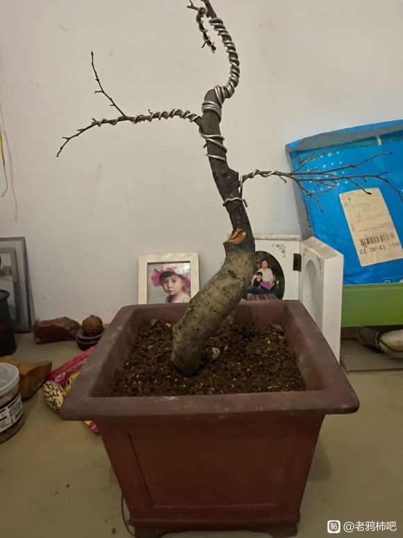 老鸦柿下山桩熟桩上盆后多少天发芽