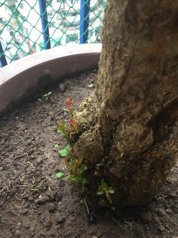 我才种下的石榴下山桩发芽了