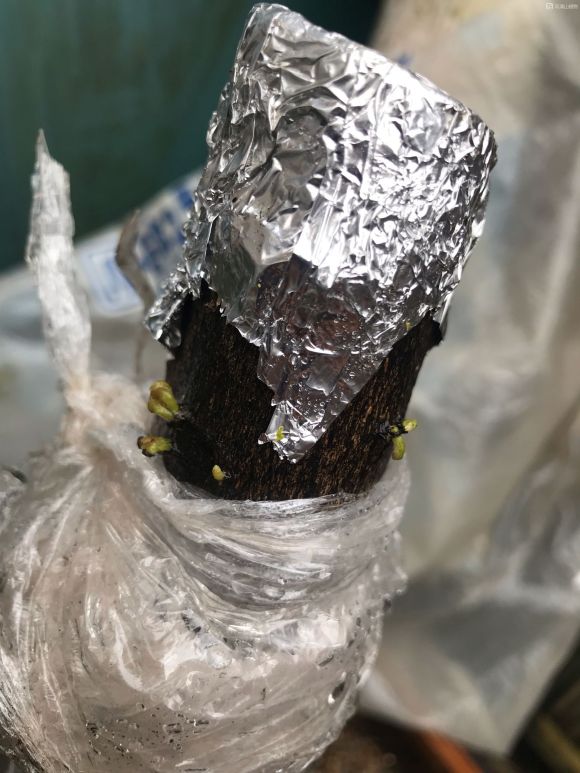 金弹子下山桩发芽了