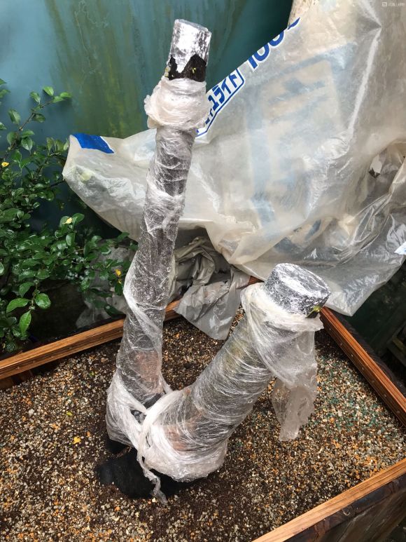 金弹子下山桩发芽了