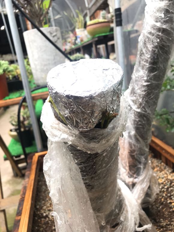 金弹子下山桩发芽了