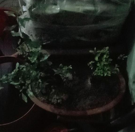 为什么金弹子下山桩发芽这么慢