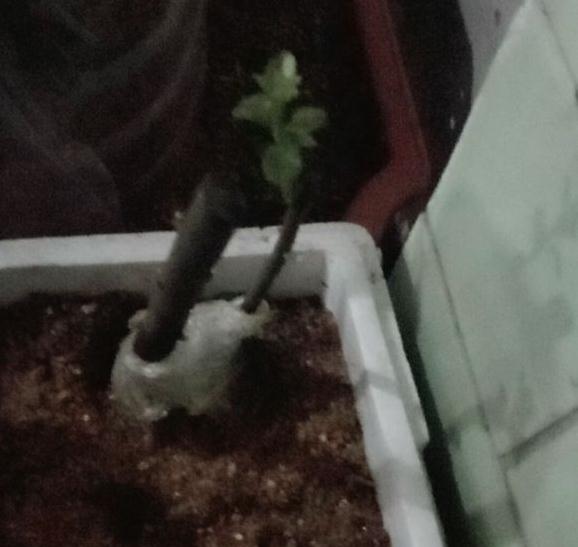 为什么金弹子下山桩发芽这么慢