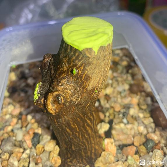 2个月的金豆下山桩生桩发芽