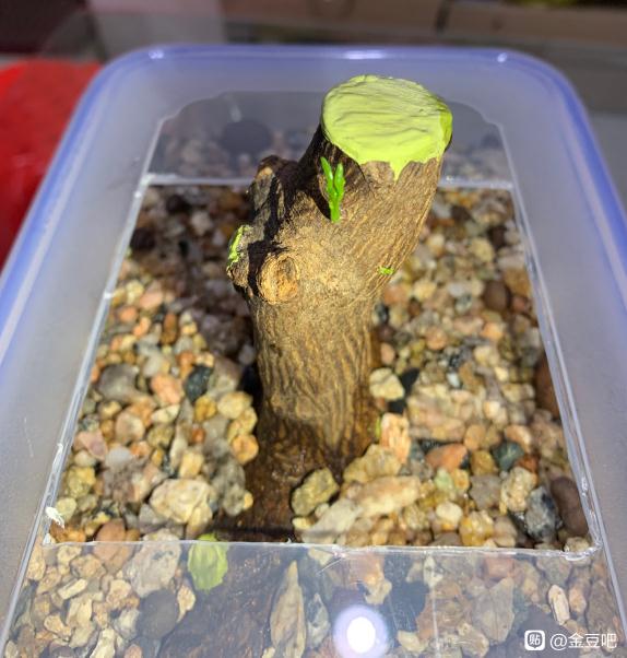 2个月的金豆下山桩生桩发芽