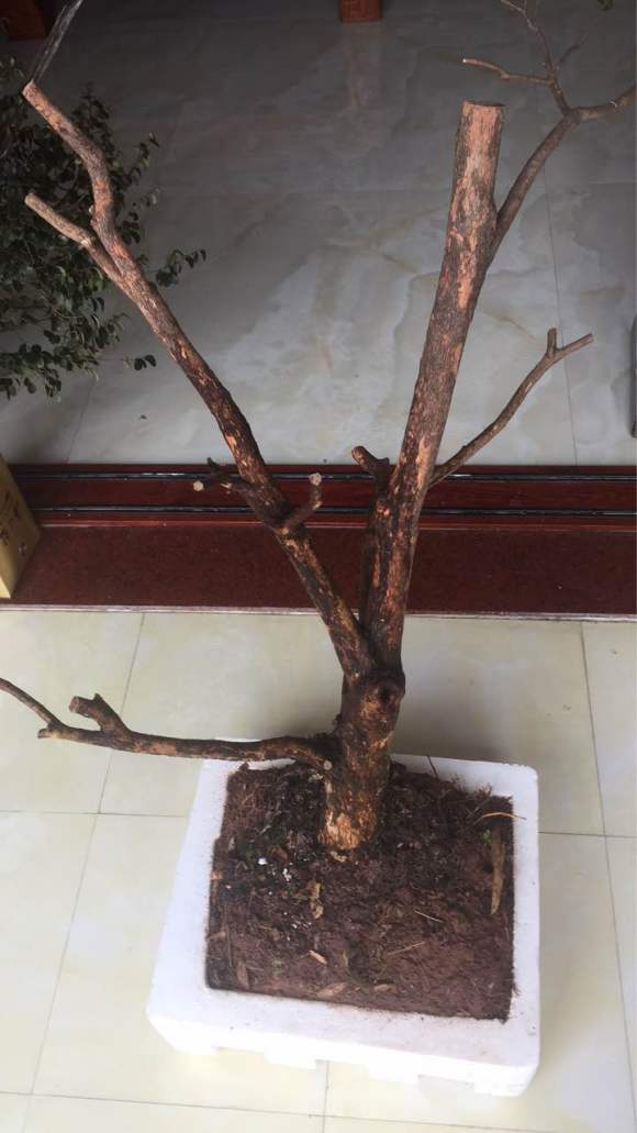 黄杨下山桩被我截枝了