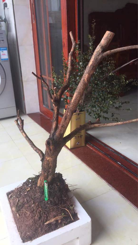 黄杨下山桩被我截枝了