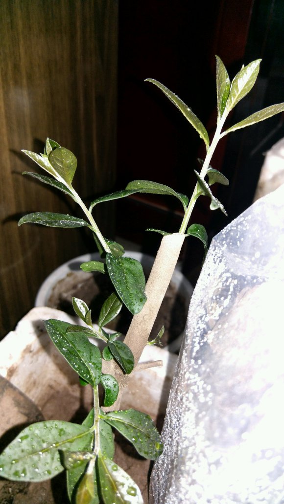 金弹子下山桩生桩种植后发芽粗壮的问题