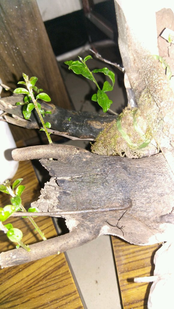 金弹子下山桩生桩种植后发芽粗壮的问题