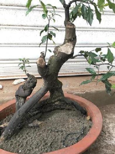 你们去年买的金弹子下山桩发芽了吗